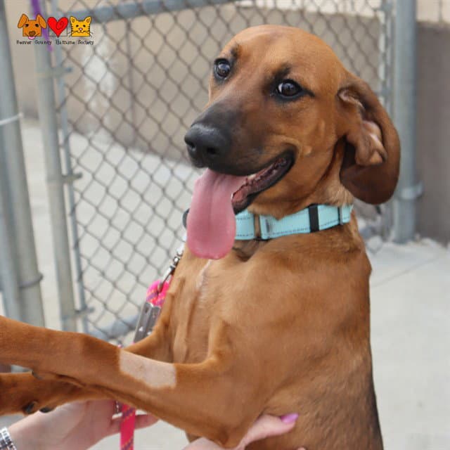Callie - Redbone Coonhound