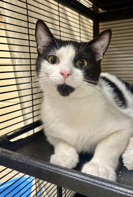 Holmes - Domestic Short Hair