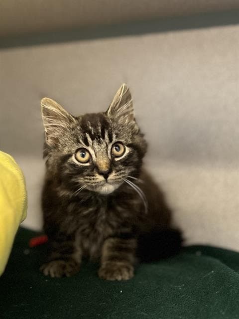 Boba - Domestic Long Hair