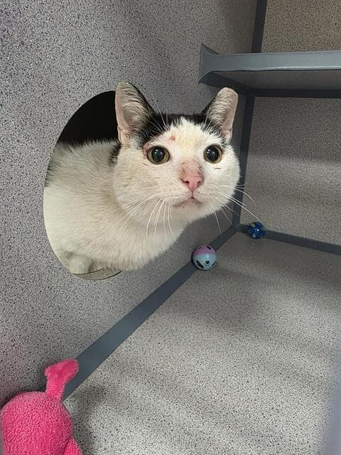 Marlowe - Domestic Short Hair