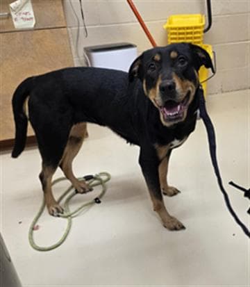 Millie - Rottweiler