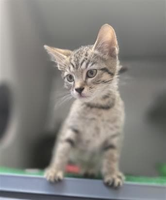 Aster - Domestic Short Hair