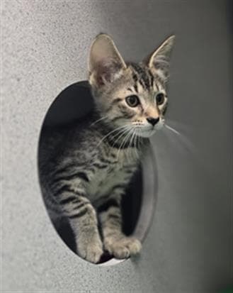 Anthos - Domestic Short Hair