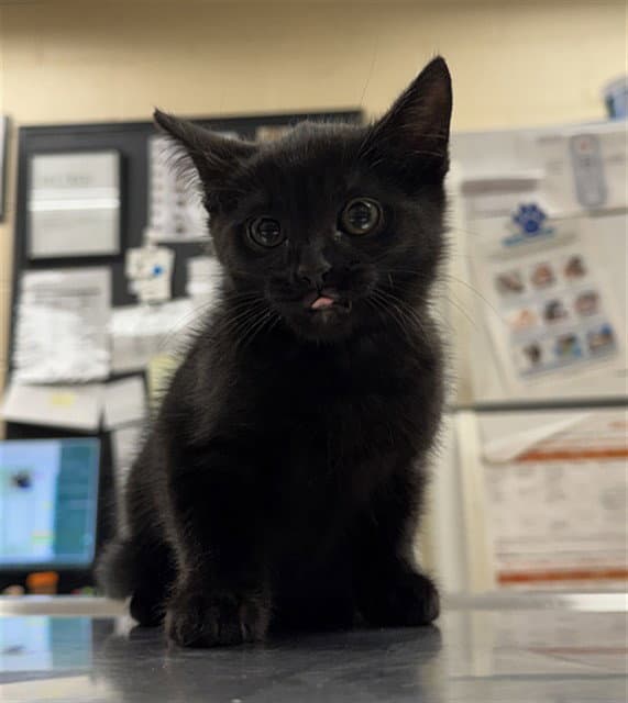 Miss Sparkle - Domestic Short Hair