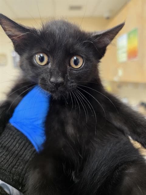 Queens - Domestic Short Hair