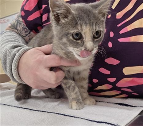 Bluebell - Domestic Short Hair