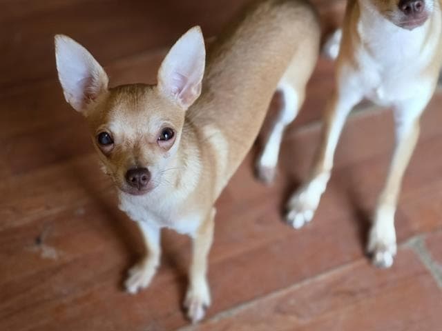 Mario - Chihuahua