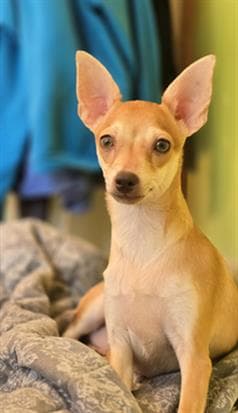 Luigi - Chihuahua