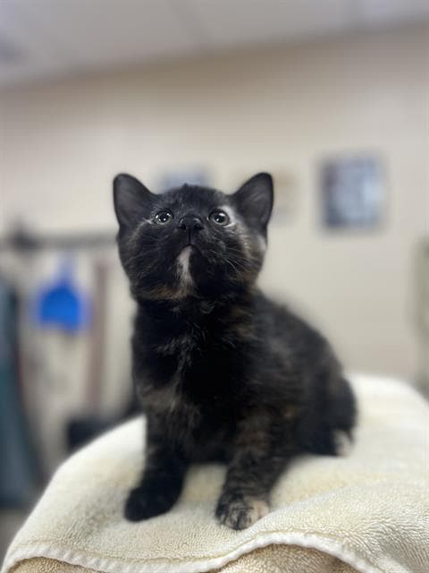 Bippity - Domestic Short Hair