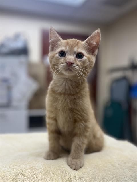 Boppity - Domestic Short Hair