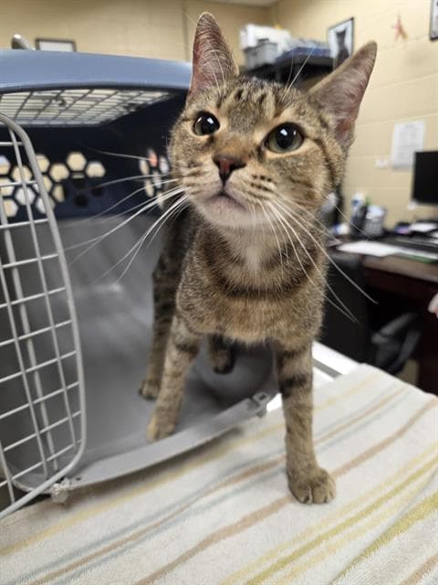 Esme - Domestic Short Hair