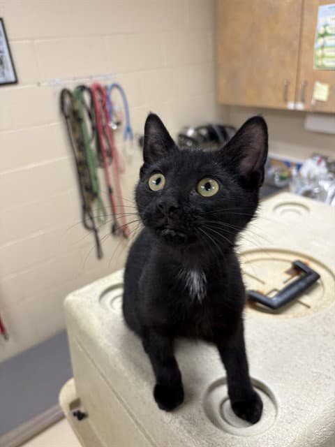 Hawkmoth - Domestic Short Hair