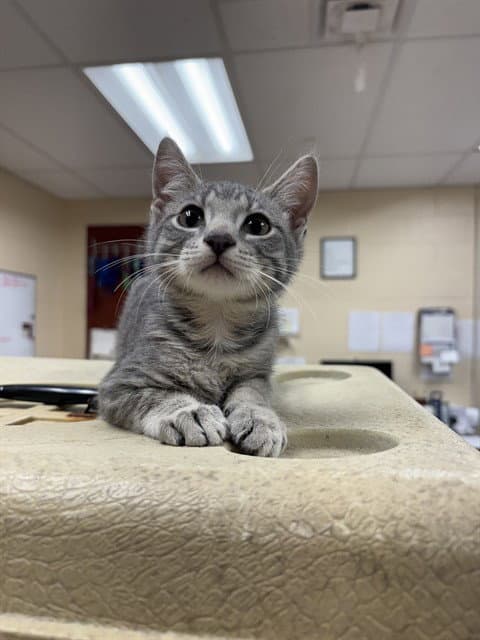 Atlas - Domestic Short Hair