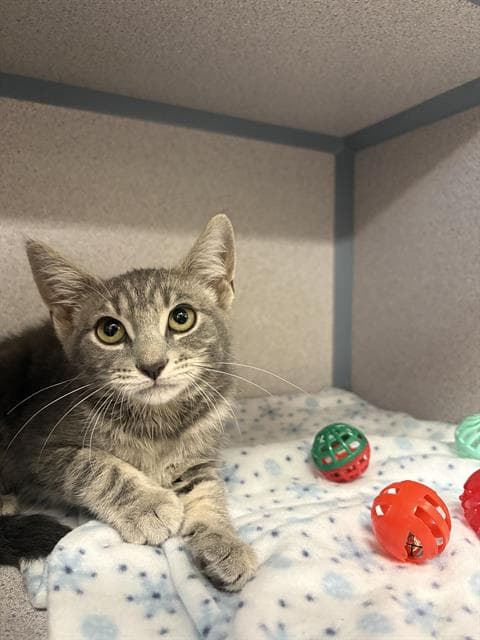 Rosy Maple - Domestic Short Hair
