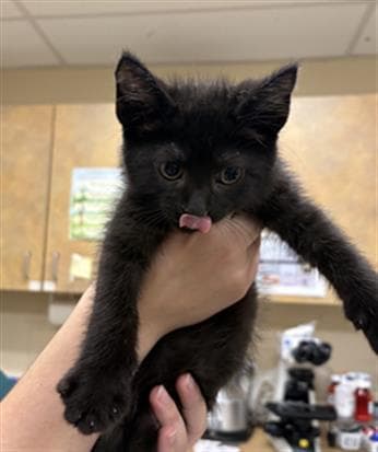 C'thulu - Domestic Short Hair