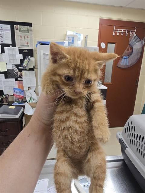 Rooter - Domestic Short Hair