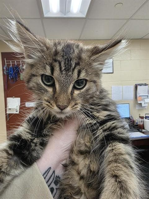 Bob - Domestic Long Hair