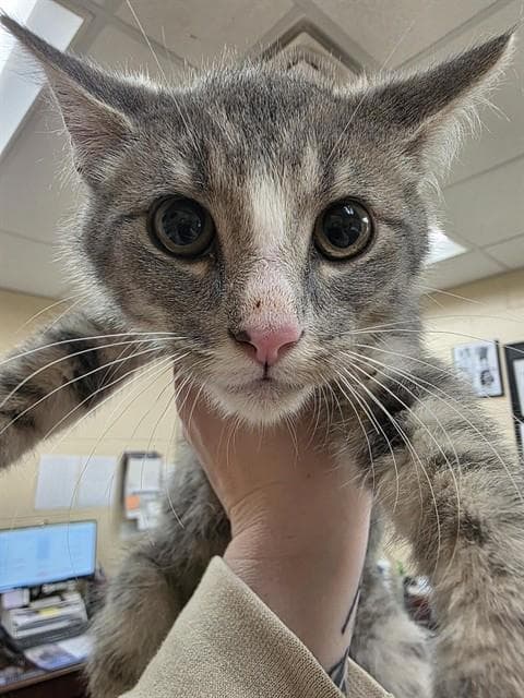 Punchy - Domestic Short Hair