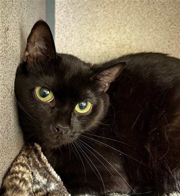 Ember - Domestic Short Hair