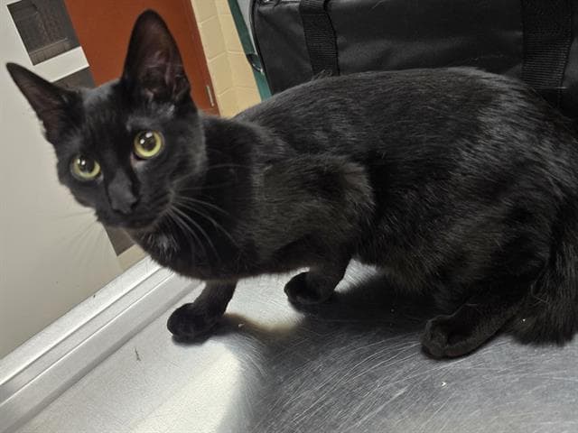 Paper - Domestic Short Hair