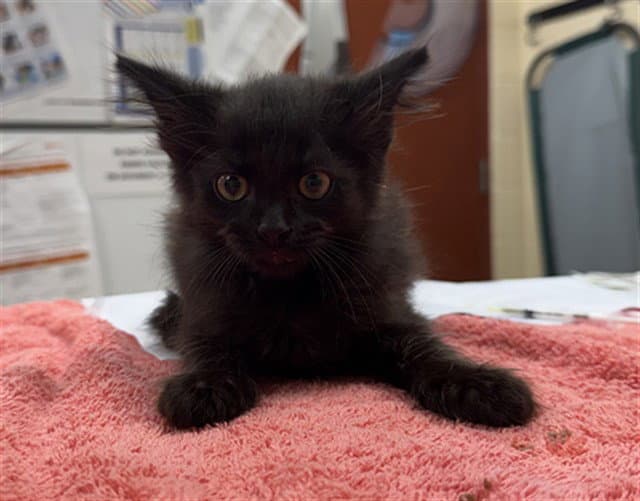 Salem - Domestic Short Hair