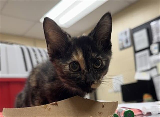 Sabrina - Domestic Short Hair