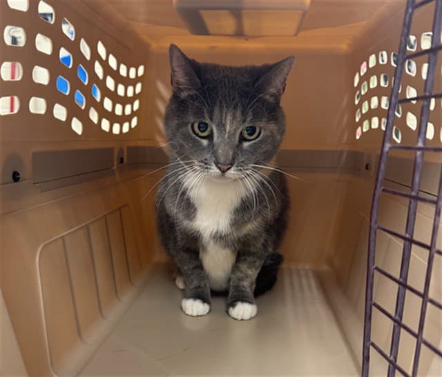 Katy - Domestic Short Hair