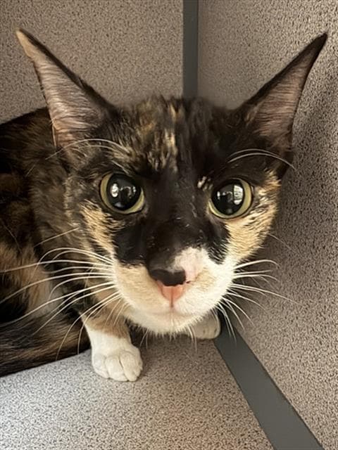 Muffin - Domestic Short Hair