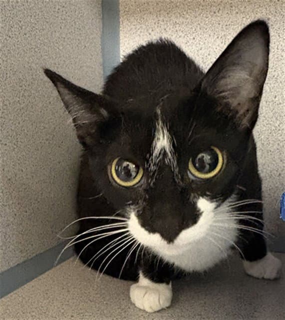 Puffin - Domestic Short Hair