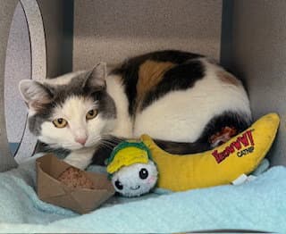 Hazel - Domestic Short Hair