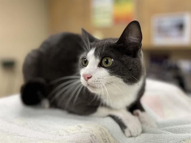 Meelo - Domestic Short Hair