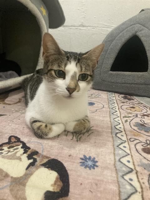 Monarch - Domestic Short Hair