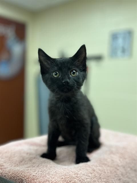 Emu - Domestic Short Hair