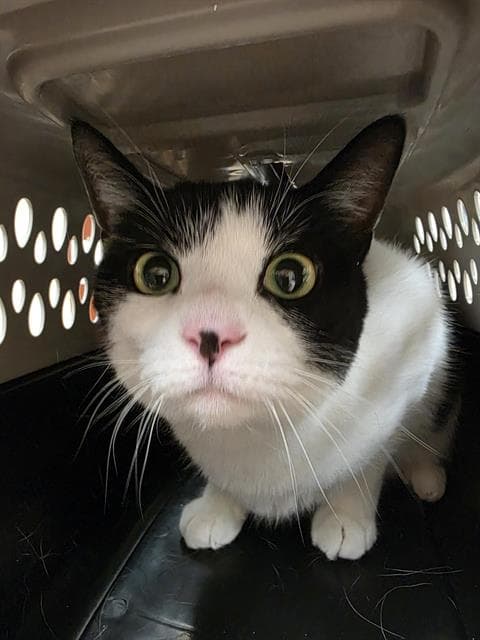 Zelda - Domestic Short Hair