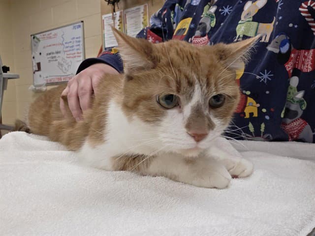 Link - Domestic Short Hair