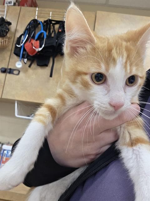 Stetson - Domestic Short Hair