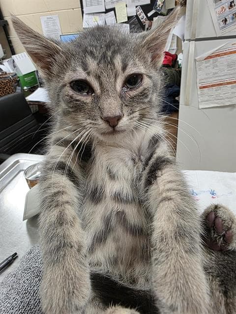 Radish - Domestic Short Hair