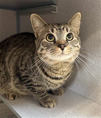 Bones - Domestic Short Hair
