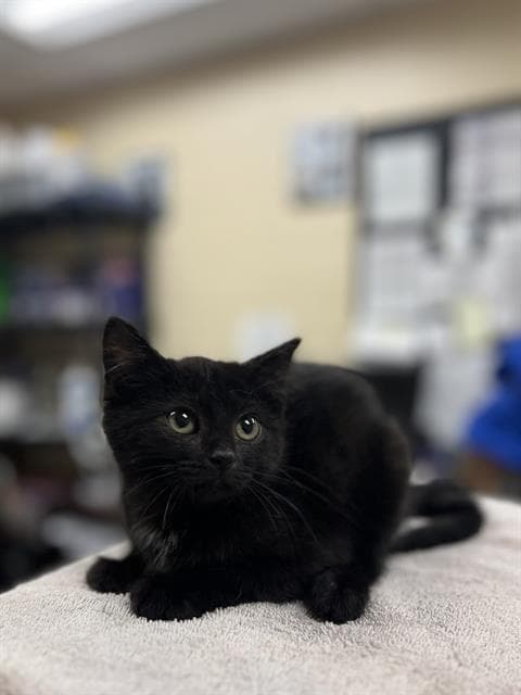 Duchess - Domestic Short Hair