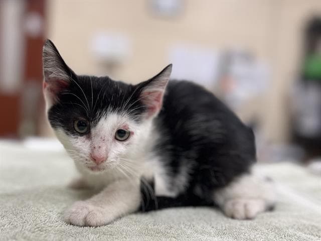 Babs - Domestic Short Hair