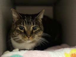 Bella image 1