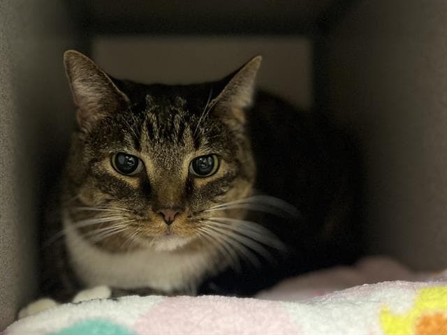 Bella - Domestic Short Hair
