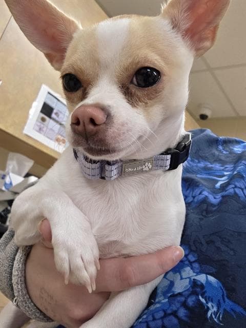 Margo - Chihuahua