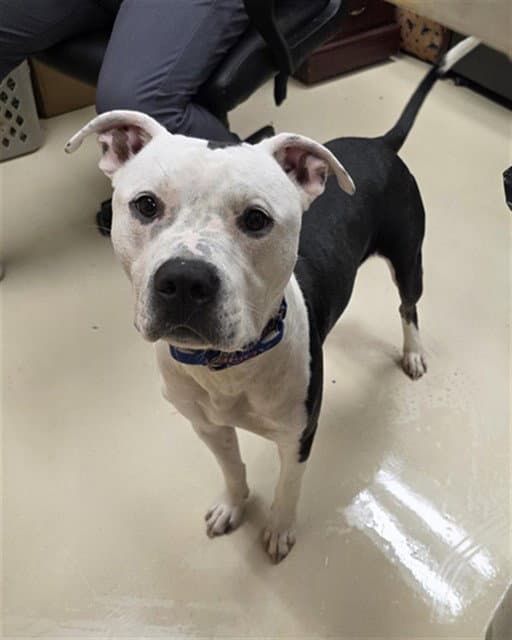 Gumby - Pit Bull Terrier