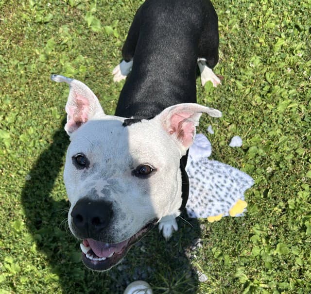 Gumby - Pit Bull Terrier
