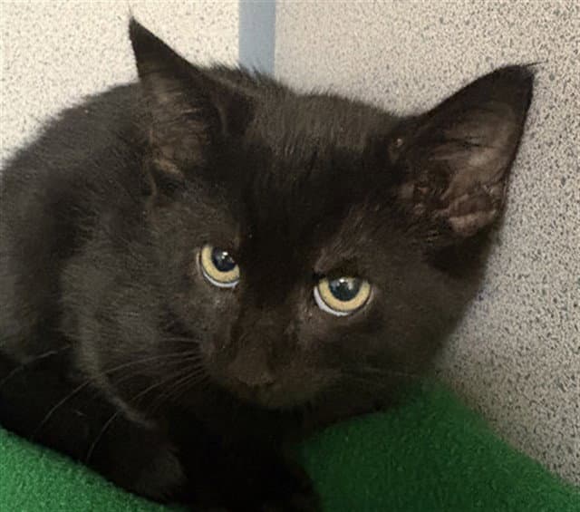 Dime - Domestic Short Hair