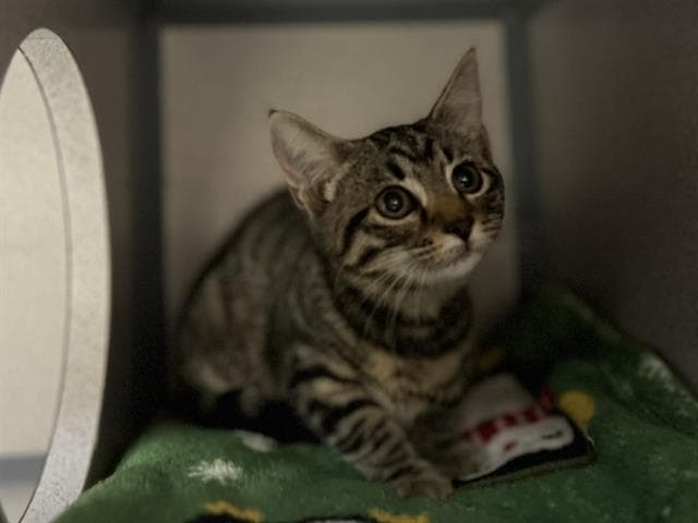 Zarrah - Domestic Short Hair