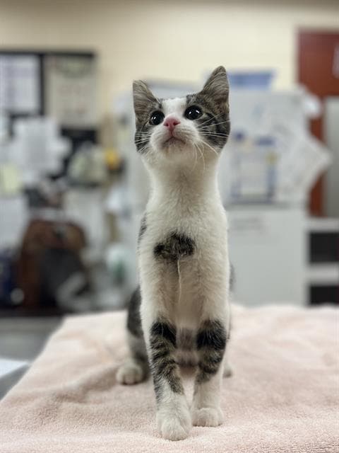 Polka - Domestic Short Hair