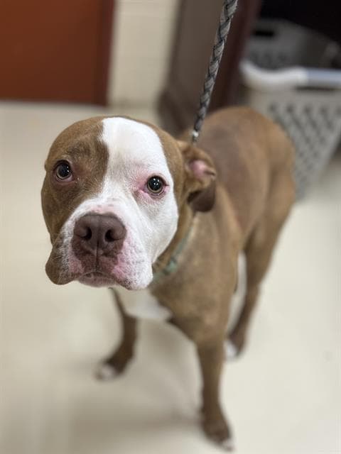 Damien - Pit Bull Terrier