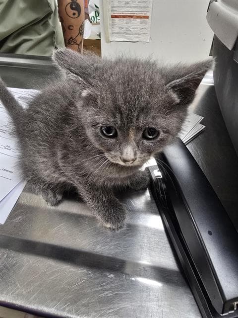 Petrie - Domestic Short Hair